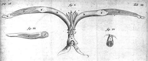 clitoride treccani|Clitoris .